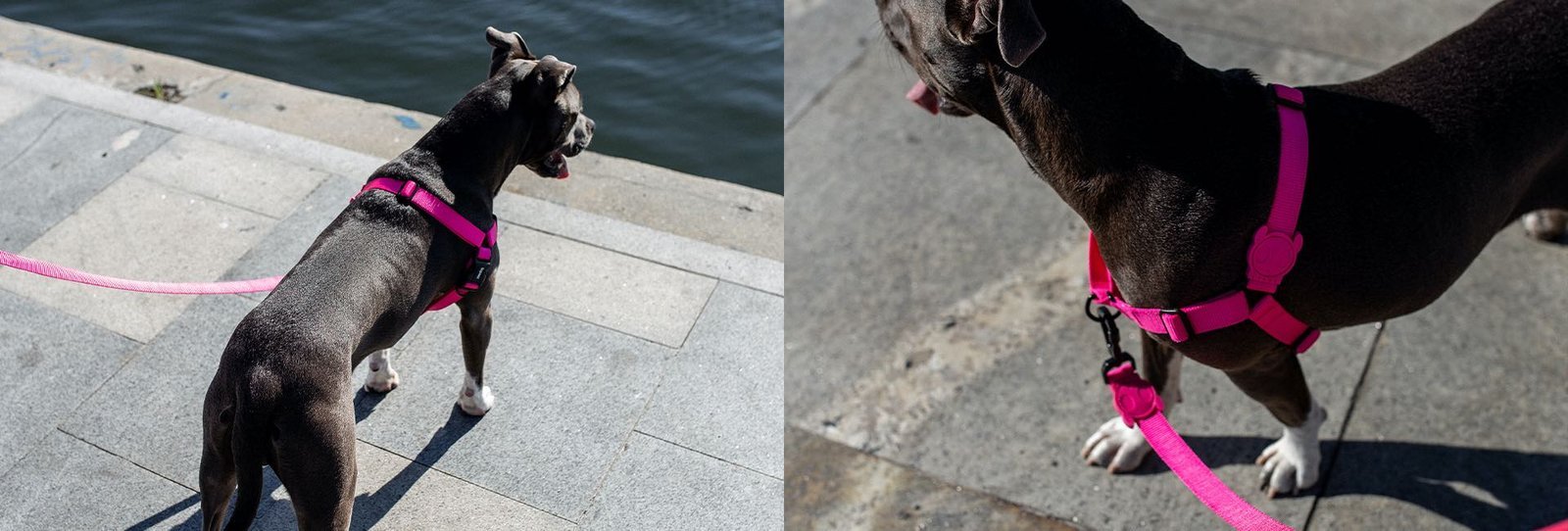 Pink LED | Adjustable Air Mesh Harness - Image 4